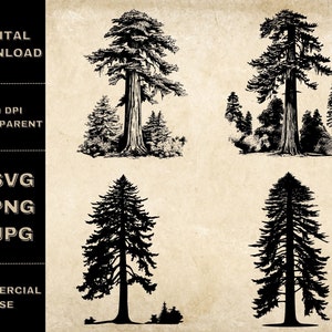 Redwood SVG Bundle, PNG, Trees Clipart, Hand Drawn Redwood Tree Vector Illustration, SVG Files For Laser Engraving