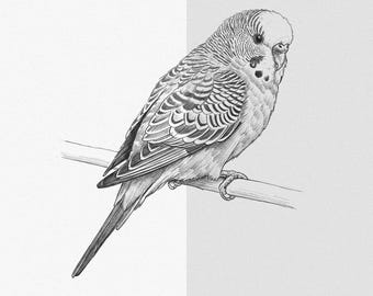 セキセイインコのPNGスケッチ（昇華転写デジタルダウンロード用