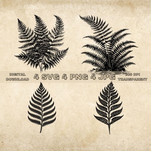 Fougère SVG Bundle, PNG, Clipart feuille, fougères dessinés à la main feuilles Illustration graphique, fichiers SVG pour la gravure au Laser