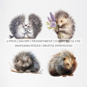 Cute Porcupine Clipart, Porcupine PNG Files For Sublimation, Porcupines Clip Art, Porcupine Print, Printable Wall Art, Commercial Use