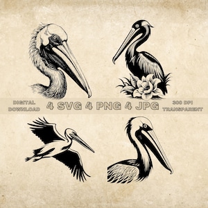 Pelican SVG Bundle, PNG, Floral Pelican Clipart, Illustrazione vettoriale Pelican disegnato a mano, File SVG per incisione laser