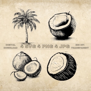 Noix de coco SVG Bundle, PNG, Clipart de fruits tropicaux, illustration vectorielle de noix de coco dessinés à la main, fichiers SVG pour la gravure au laser