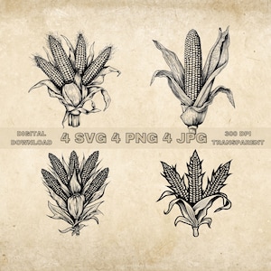 Corn SVG Bundle, PNG, Corn Clipart, Hand Drawn Corn Graphic Illustration, SVG Files For Laser Engraving