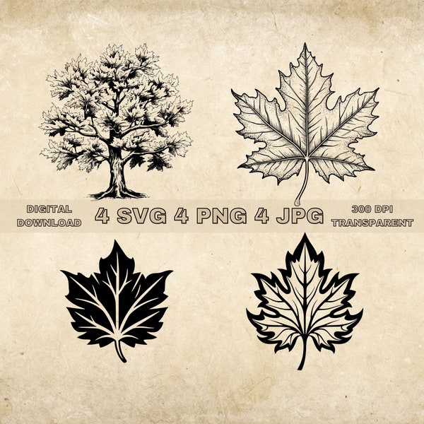 Maple Leaf SVG Bundle, PNG, Leaves Clipart, Hand Drawn Maple Tree Graphic Illustration, SVG Files For Laser Engraving