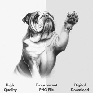 Bulldog Raising Paw PNG Sublimation File For Shirt & Mug Sketch Drawing Graphic Digital Download