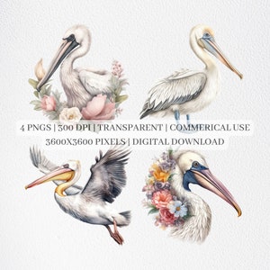 Floral Pelican Clipart, Pelican PNG Files For Sublimation, Pelicans Clip Art, Bird Prints, Printable Wall Art, Commercial Use