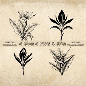 Paradiesvogel SVG Bundle, PNG, Blumen Clipart, handgezeichnete florale Vektor-Grafik-Illustration, SVG-Dateien für die Lasergravur