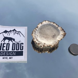 Puede incluir: Un desprendimiento de cuerno de ciervo blanco con una base marrón. El cuerno es aproximadamente del tamaño de una moneda de 25 centavos de dólar estadounidense. El cuerno está sobre una superficie reflectante. Una pegatina para Shed Dog Design está en el fondo.