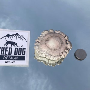 Puede incluir: Un desprendimiento de cuerno de ciervo blanco con una superficie rugosa y texturizada. El desprendimiento es redondo y tiene un pequeño centro circular. El desprendimiento tiene aproximadamente el tamaño de una moneda de plata. El desprendimiento está al lado de una pegatina que dice "Shed Dog Design Nye, MT".