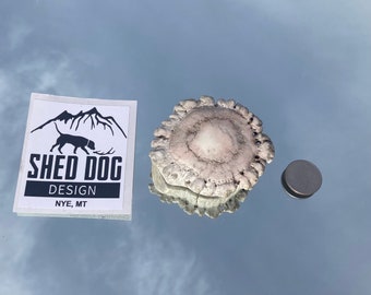 Elk Antler Burr Cabinet/ Door Knob