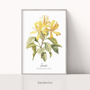 Honeysuckle June Birth Flower Watercolor Print, Minimalistic Floral Art, Birthday Gift, Instant Download