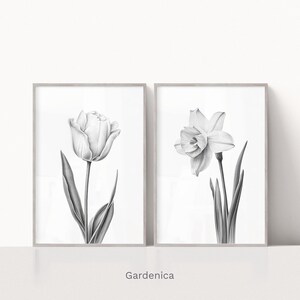 Conjunto de arte de dos flores de primavera, tulipán narciso, dibujo a lápiz, arte minimalista, impresión botánica, descarga imprimible digital