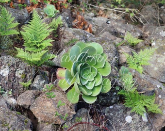 Aeonium succulent plant against its natural background.