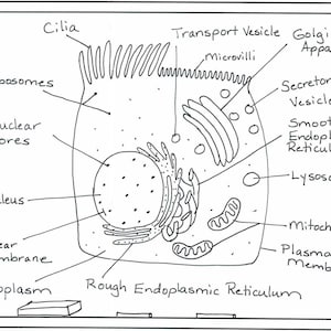 Op de afbeelding: Een zwart-witte lijntekening van een cel met benoemde onderdelen, waaronder de kern, het cytoplasma, ribosomen, het Golgi-apparaat, het endoplasmatisch reticulum, mitochondriën, lysosomen, het plasmamembraan, trilharen en transportblaasjes.