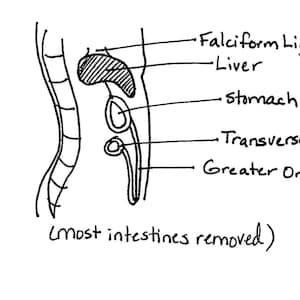 Digestive System Illustrated Review Packet