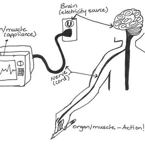 Op de afbeelding: Een zwart-witte illustratie die het menselijk zenuwstelsel als een elektrisch circuit voorstelt. De hersenen zijn geëtiketteerd als de "stroombron" en zijn verbonden met een "zenuw (kabel)" die naar een "orgaan/spier (apparaat)" leidt.