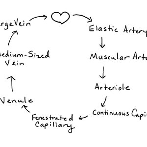 Blood and Blood Vessel Study Notes for Anatomy and Physiology