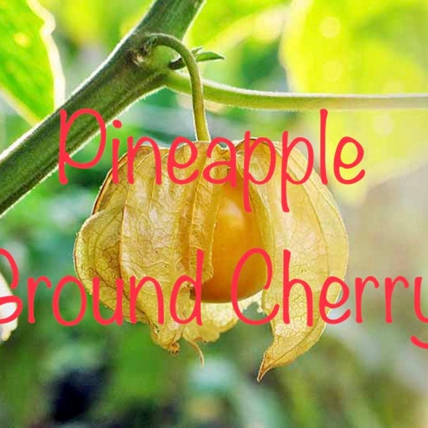 2X Pineapple Ground Cherry