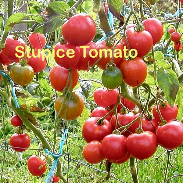 Rare Stupice Tomato