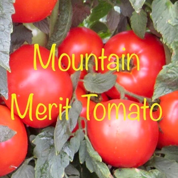 Mountain Merit Tomato