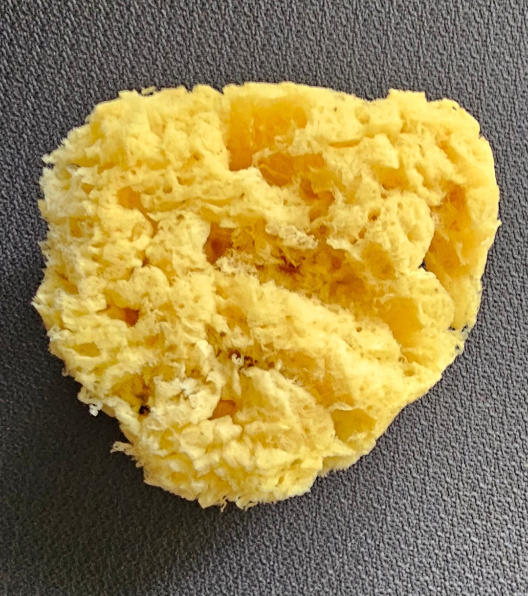 Course Multimedia Sponge - Etsy