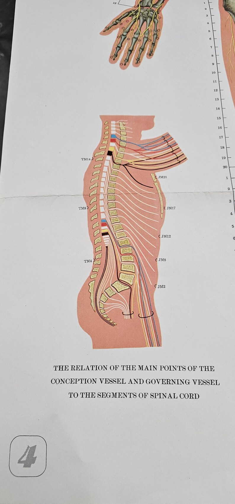 Vintage Anatomical Chart – Human Nervous & Skeletal System Poster – Mid ...