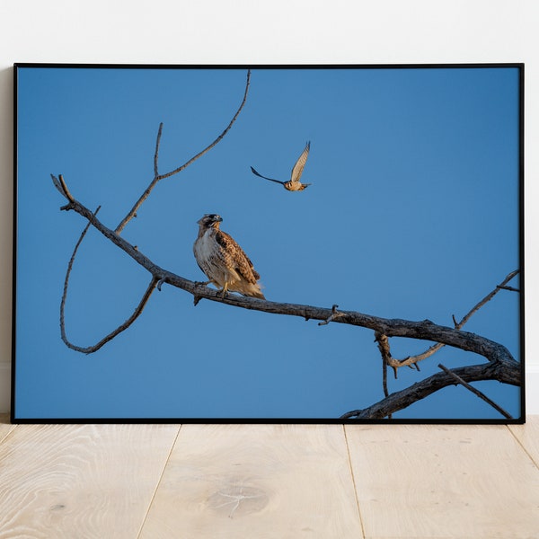 Sneak Attack - Kestrel and Hawk Photographic Print - Birdwatching Wall Art