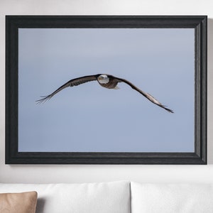 Freedom Flying – Bald Eagle Photographic Print – Wildlife Wall Art