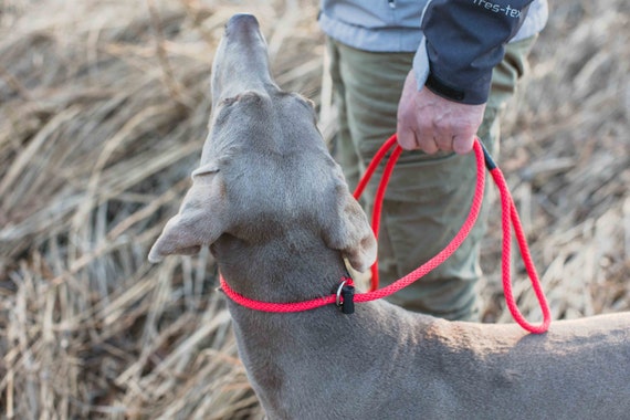 15 foot clearance dog training lead