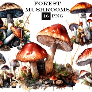 Pacchetto Clipart PNG di funghi, Pacchetto Clipart autunnale, Uso commerciale, Download digitale istantaneo