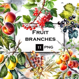 ClipArt di frutta ad acquerello, PNG di rami di frutta, pacchetto di clipart di frutta, uso commerciale, download digitale istantaneo