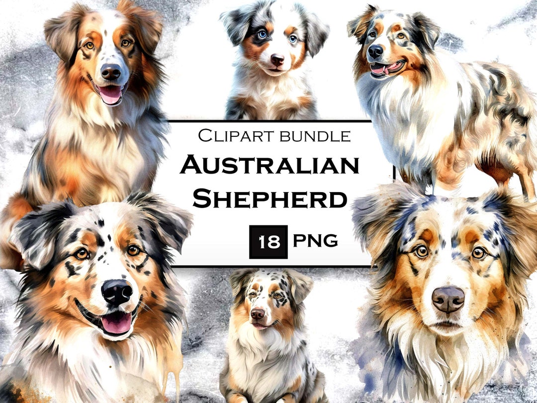 Australian Shepherd Clipart Bundle Dog Clipart in PNG Format - Etsy