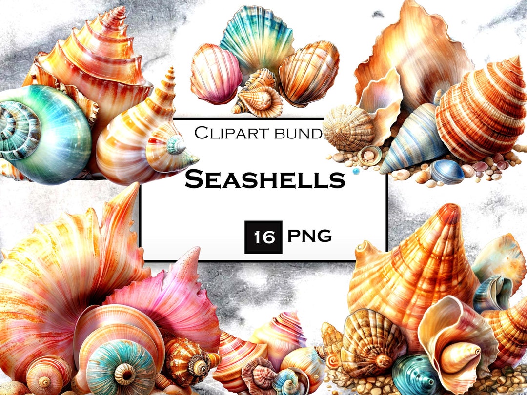 Seashell Clipart Bundle Seashell SVG Ocean Clipart in PNG - Etsy