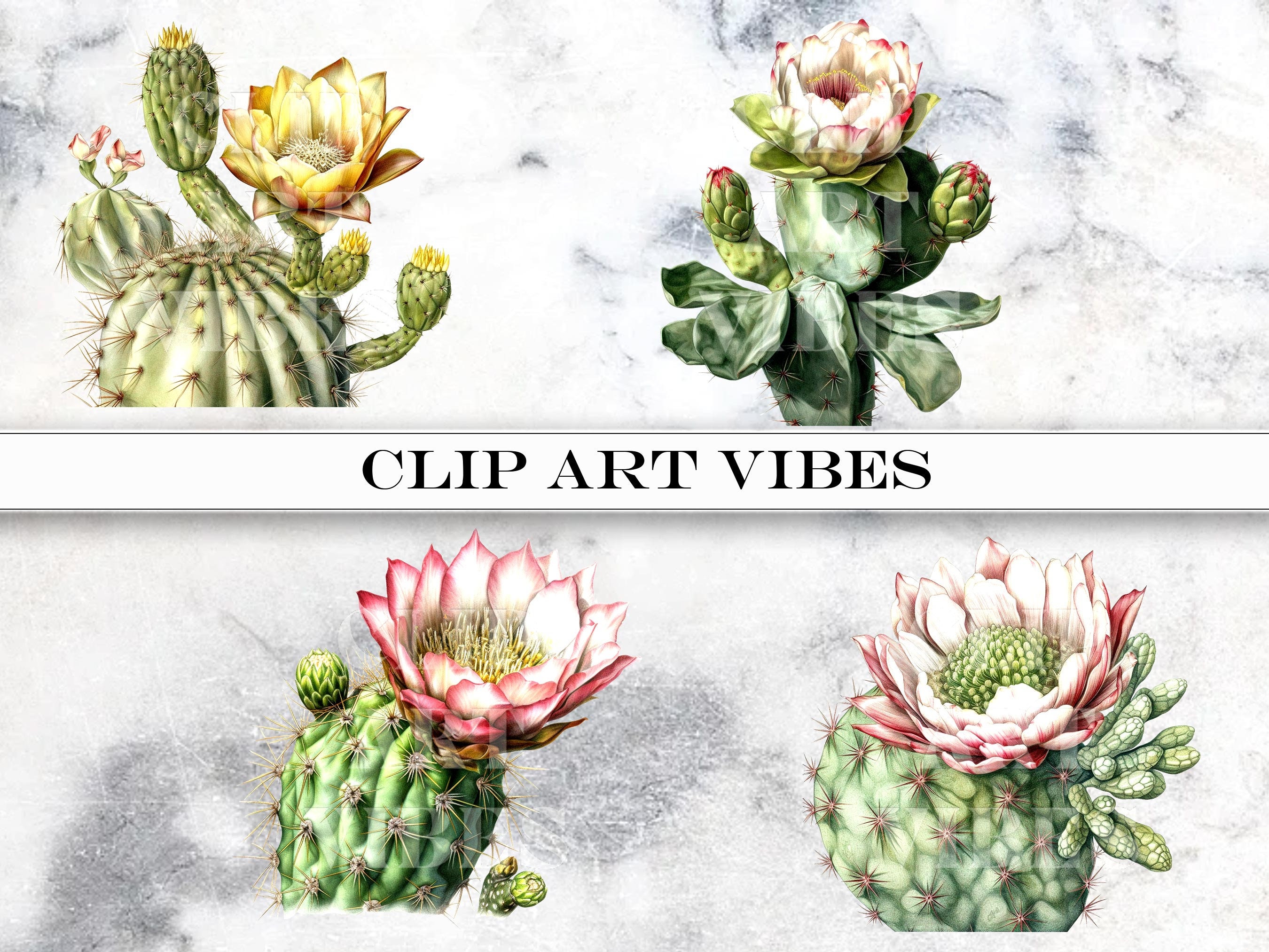 20 PNG Cactus Clipart Bundle, Succulent SVG, Floral Clip Art PNG Bundle ...