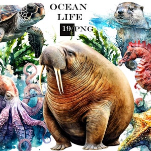 Imágenes prediseñadas de animales del océano, paquete de imágenes prediseñadas de acuarela, SVG del océano, imágenes prediseñadas de animales marinos, animales PNG, uso comercial, descarga digital instantánea