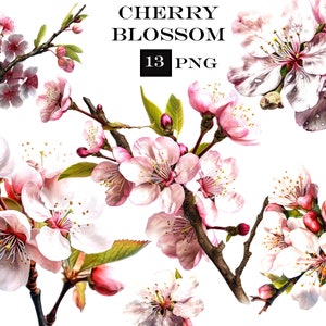 13 PNG Cherry Blossom Clipart Bundle, PNG fiori ad acquerello, Cherry Blossom Clip Art PNG Bundle, Uso commerciale, Download digitale istantaneo
