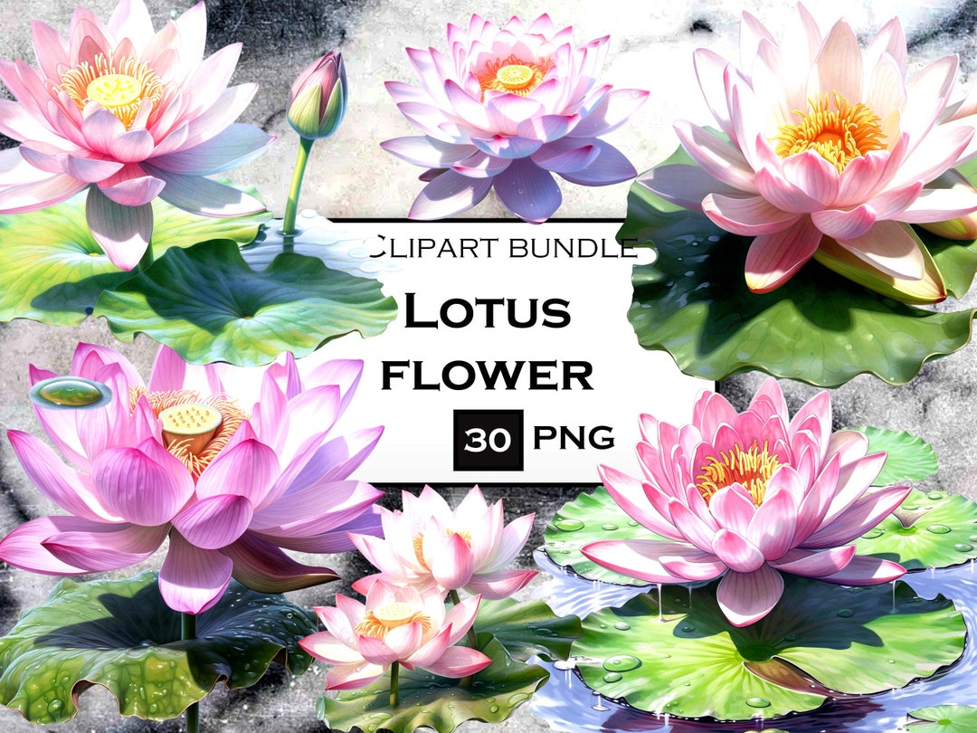 Watercolor Lotus Flower Clipart Bundle Lotus Flower PNG Files - Etsy