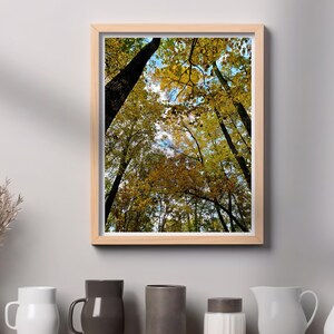 Autumn Leaves in Brown County State Park / Digital Wall Art