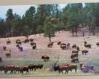 VINTAGE POSTCARD, Buffaloes in Custer State Park, Black Hills, South Dakota, 3-D Natural Color Reproduction