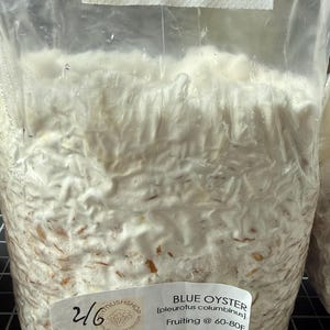 Graine de champignon colonisé Sacs de 1 lb quantité LIMITÉE