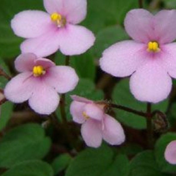 African violet “Pixie Pink”/indoor plant/miniature trailer/saintpaulia/blooming