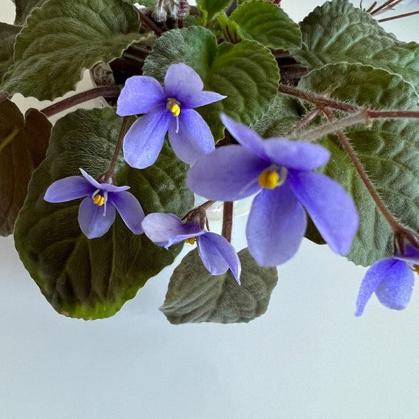 African violet species "s. grandifolius #237”/indoor plant/flowering houseplant