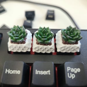 Può includere: Tre tasti bianchi con un design geometrico presentano piante grasse verdi in miniatura in vasi marroni. I tasti sono su una tastiera nera con i tasti "Home", "Inserisci" e "Pagina su" visibili.