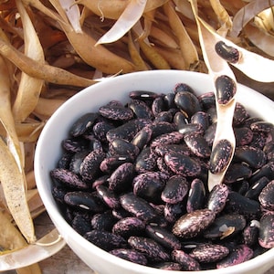 Puede incluir: Un cuenco blanco lleno de frijoles negros y rosas moteados. Las vainas de frijoles secos están esparcidas alrededor del cuenco. Los frijoles son una mezcla de negro y rosa, con un patrón moteado. Las vainas son de color marrón claro.