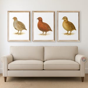 Game Bird Prints - Farmhouse Wall Art Set, Watercolor Decor, Grouse, Quail and Grey Partridge Artwork, Country House, Modern Painting Print