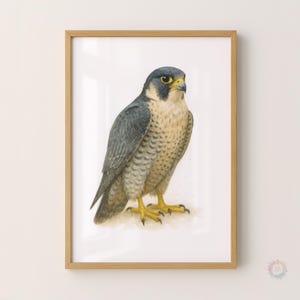 Peregrine Falcon Watercolour Print - Watercolor Painting, Wall Art, Falcons Artwork, Abstract Animal Decor, Living Room Prints, Bird Picture