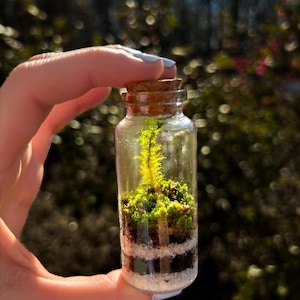 Moss terrarium with sand,Tiny Terrarium in Bottle, Ecosystem,unique,Low Maitenance Plants,Gift Terrarium,Moss In Bottle,Moss Gift,Plant,Fun