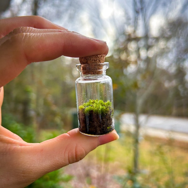 Moss terrarium with sand,Tiny Terrarium in Bottle, Ecosystem,unique,Low Maitenance Plants,Gift Terrarium,Moss In Bottle,Moss Gift,Plant,Fun