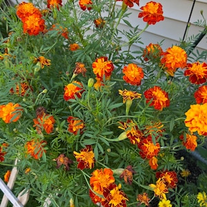 300 Seeds African Marigold Non-GMO Heirloom