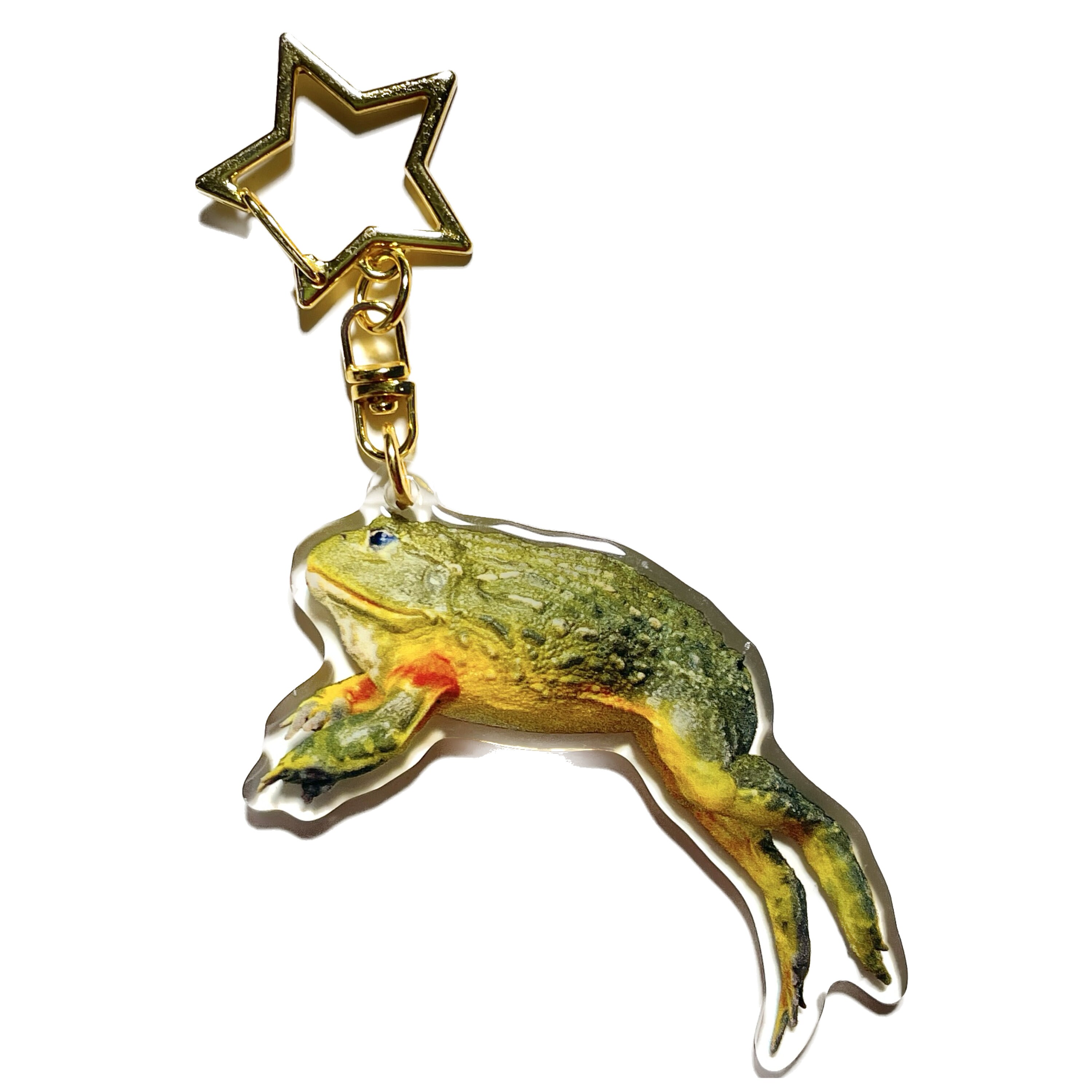African bullfrog - Etsy 日本 African bullfrog - Etsy 日本